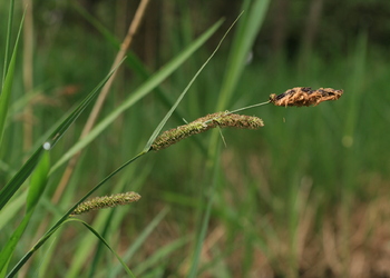 Sumpf-Segge (Carex acutiformis) - © Emanuel Trummer